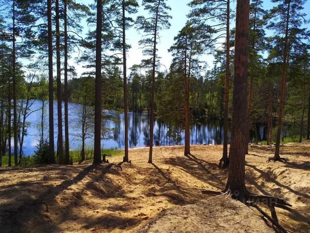 Участок в Ленинградская область, Приозерский район, Сосновское с/пос, ... - Фото 2