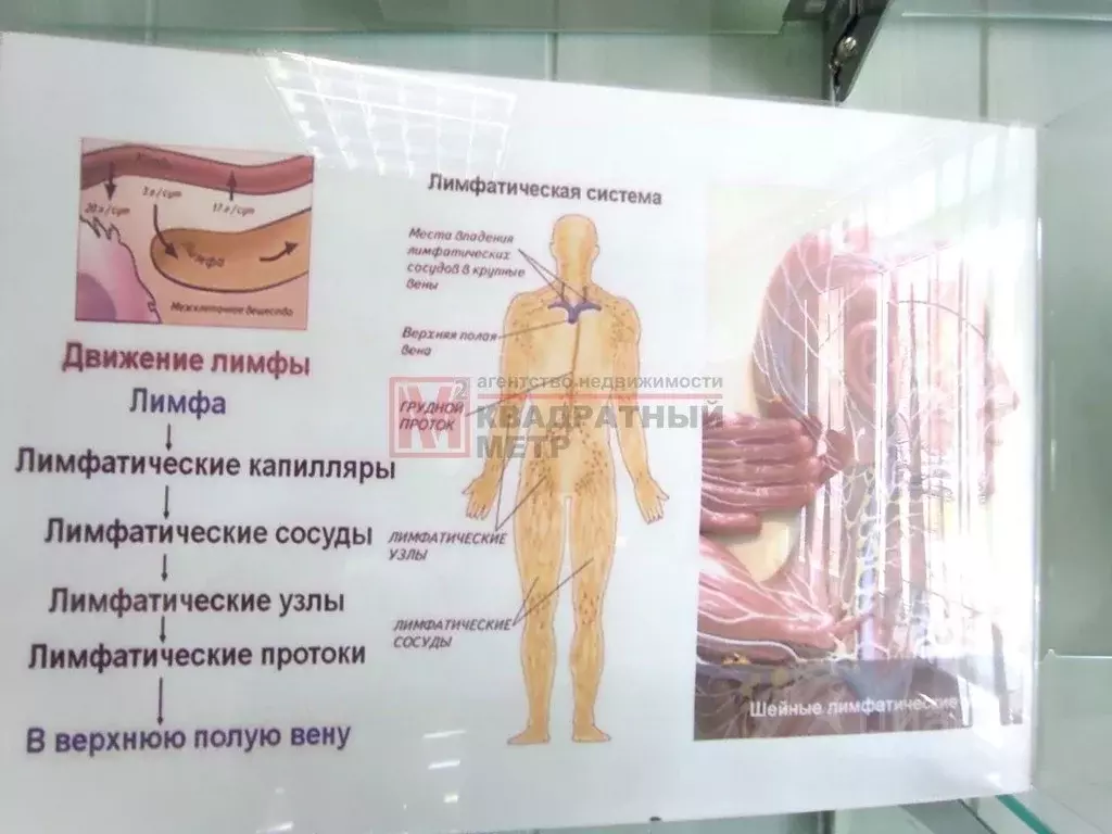 Помещение свободного назначения в Белгородская область, Старый Оскол ... - Фото 0