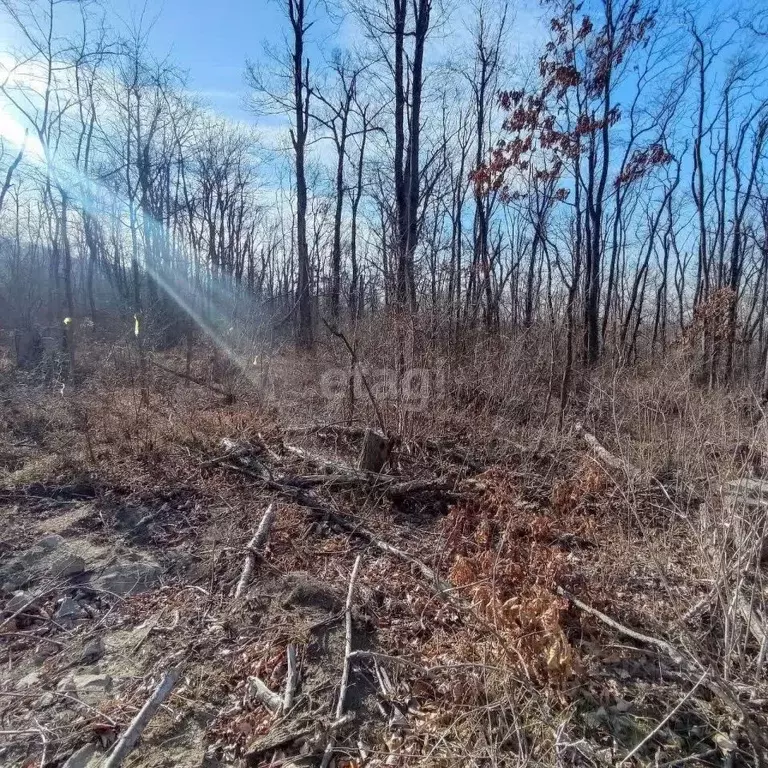 Участок в Приморский край, Владивосток Ласточка СНТ, 23А (23.9 сот.) - Фото 0