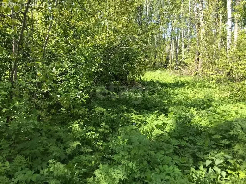 Участок в Новосибирск, ДНТ Одуванчик (4.96 м) - Фото 2