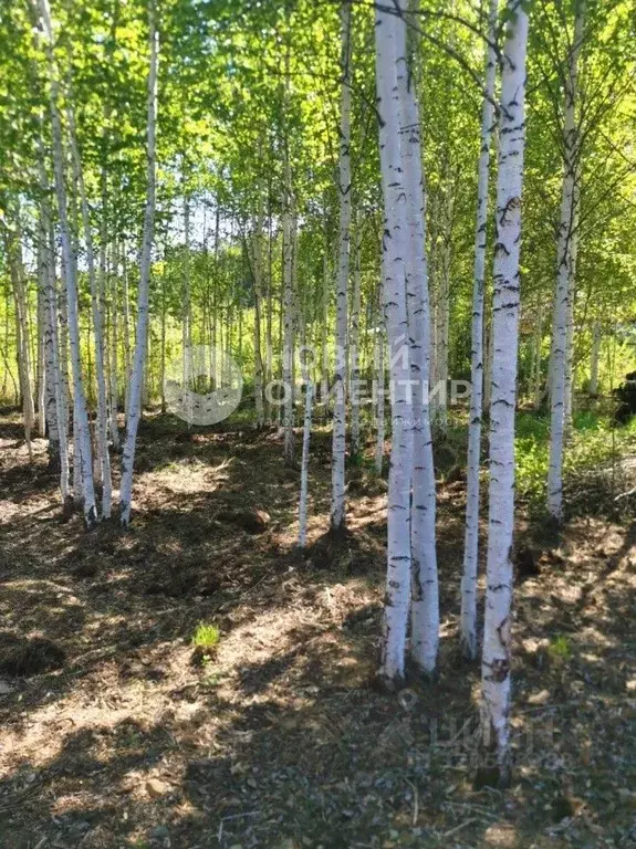 Участок в Свердловская область, Екатеринбург Ариана-4 СНТ, 3 (13.67 ... - Фото 0