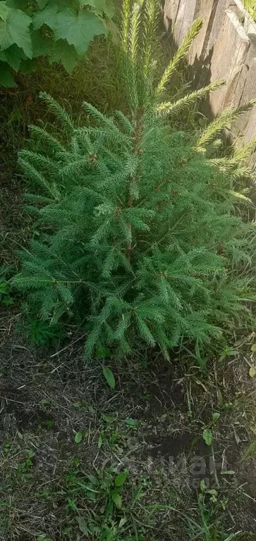 Участок в Саха (Якутия), Якутск ул. Очиченко, 53/4 (9.5 сот.) - Фото 1