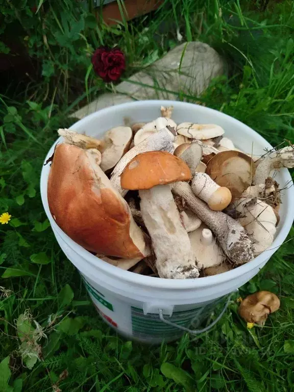 Дом в Калужская область, Тарусский муниципальный округ, Алекино с/пос, ... - Фото 2