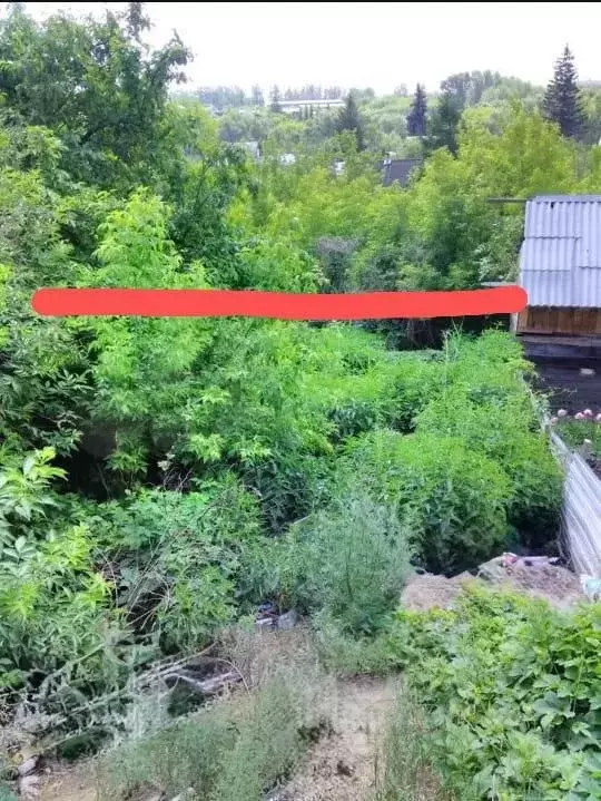 Участок в Омская область, Омск СОСН Омь тер., аллея 4-я (4.6 сот.) - Фото 2