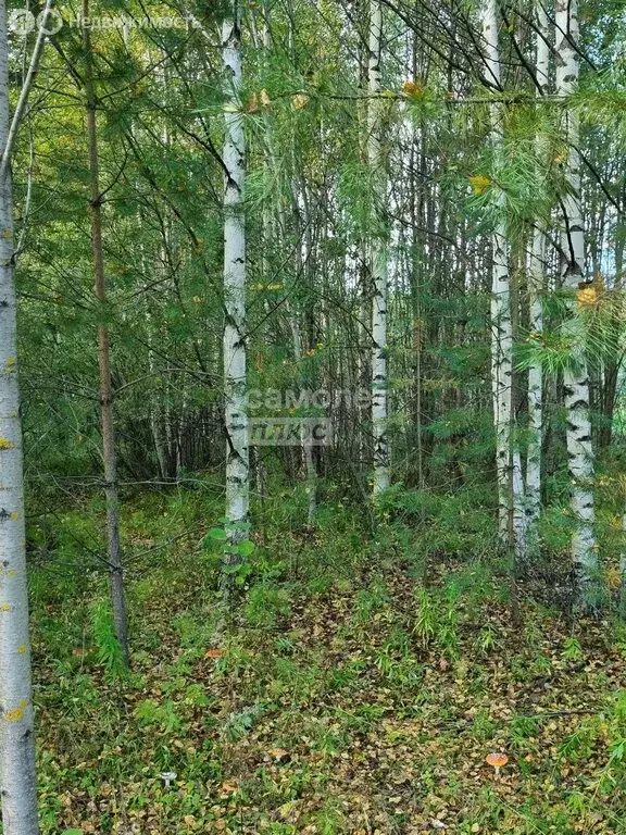 Участок в Пасеговское сельское поселение, деревня Головизнинцы (20 м) - Фото 1