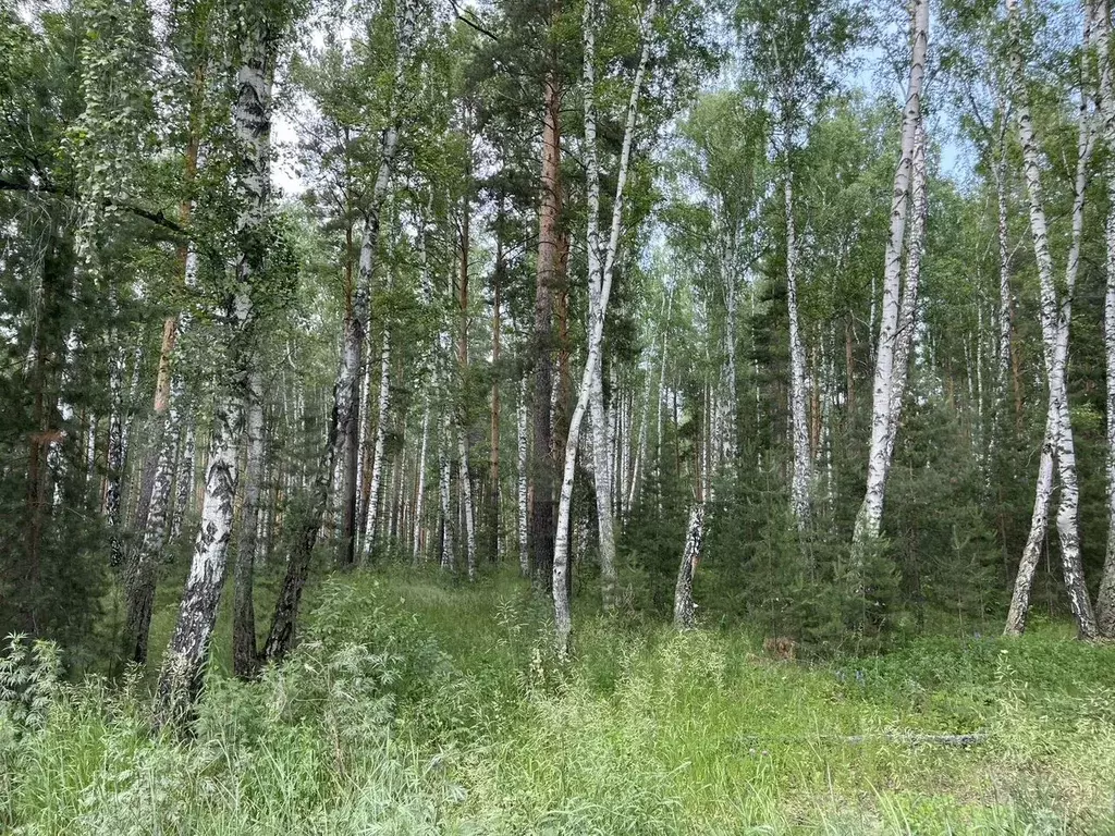 Участок 12,5 сот. (ИЖС) - Фото 0