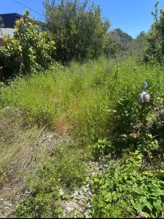 Участок в Краснодарский край, Сочи городской округ, с. Черешня ул. ... - Фото 1