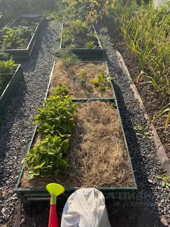 Участок в Брянская область, Брянск Коммунальник садовое общество, 250 ... - Фото 2
