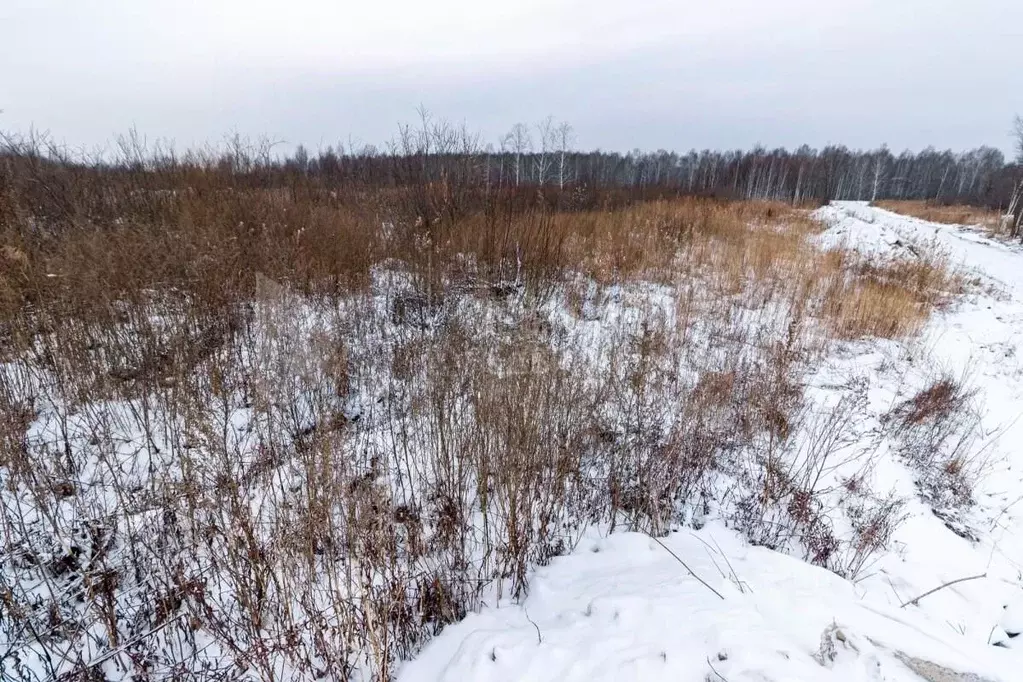 Участок в Тюменская область, Нижнетавдинский район, Лесная сказка СНТ  ... - Фото 0