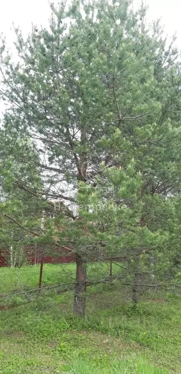 Участок в Московская область, Талдомский городской округ, д. Бурцево  ... - Фото 0