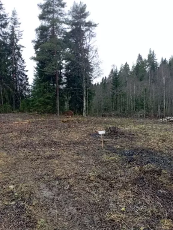 Участок в Карелия, Лахденпохский муниципальный округ, пос. Куркиеки, ... - Фото 2