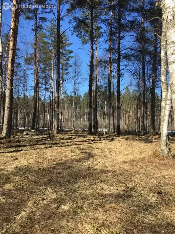 Участок в Выборгский район, Первомайское сельское поселение, КП Лес ... - Фото 2