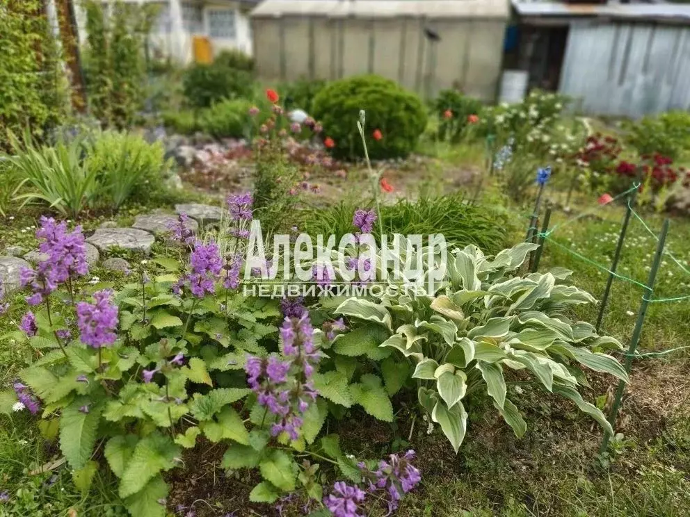 Дом в Ленинградская область, Выборгский район, Рощинское городское ... - Фото 1