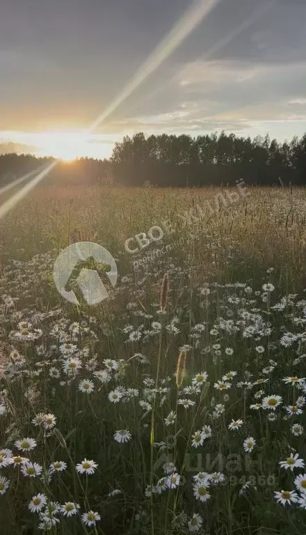 Участок в Пермский край, Пермский муниципальный округ, д. Карасье ул. ... - Фото 2