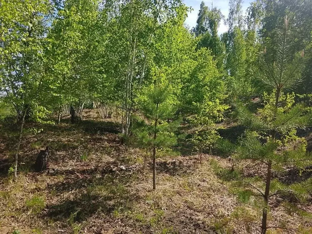 Участок в Иркутская область, Иркутский муниципальный округ, с. ... - Фото 1