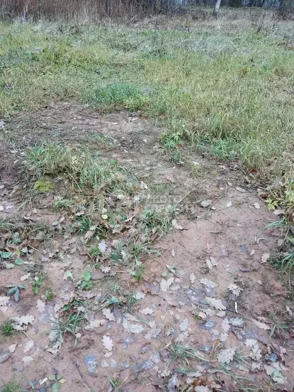 Участок в Ленинградская область, Ломоносовский район, Аннинское ... - Фото 0