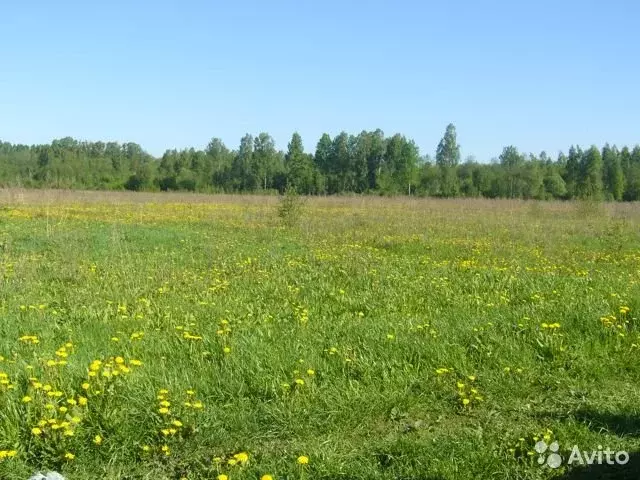 Лесная Опушка Купить Участок