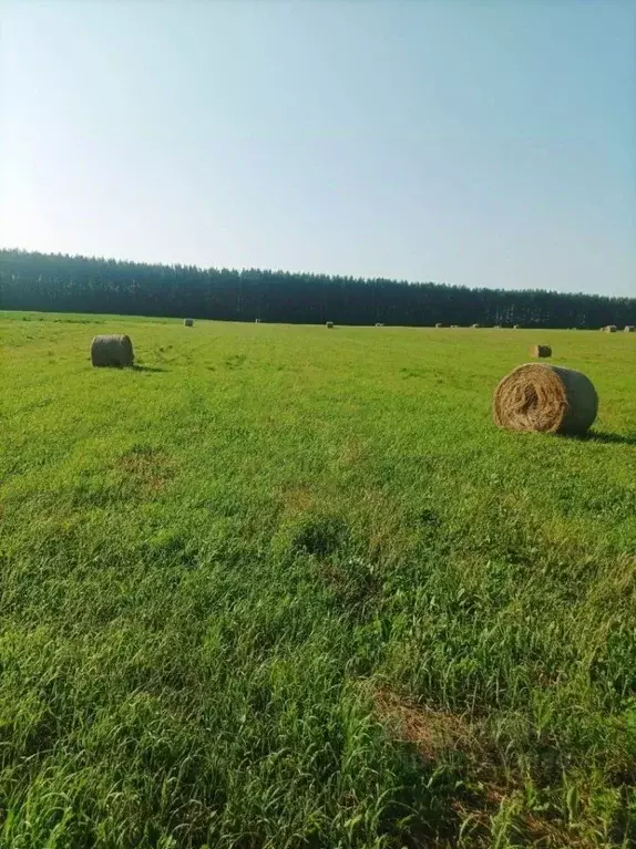Участок в Марий Эл, Новоторъяльский район, Чуксолинское с/пос, д. Ноли ... - Фото 1