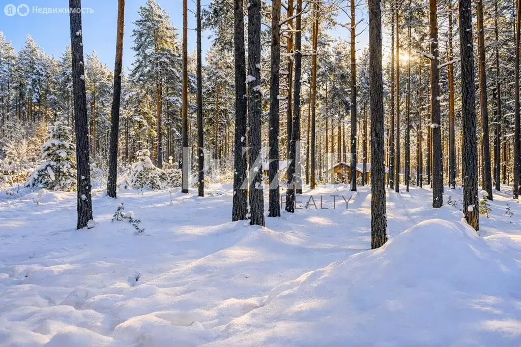 Участок в деревня Варшко, Сосновая улица, 3 (25 м) - Фото 2