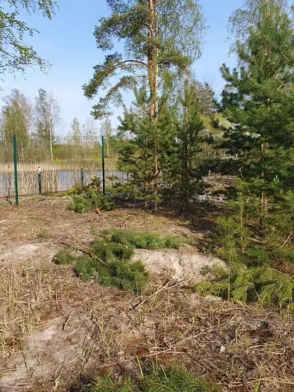 Участок в Ленинградская область, Кировский район, Павловское городское ... - Фото 1