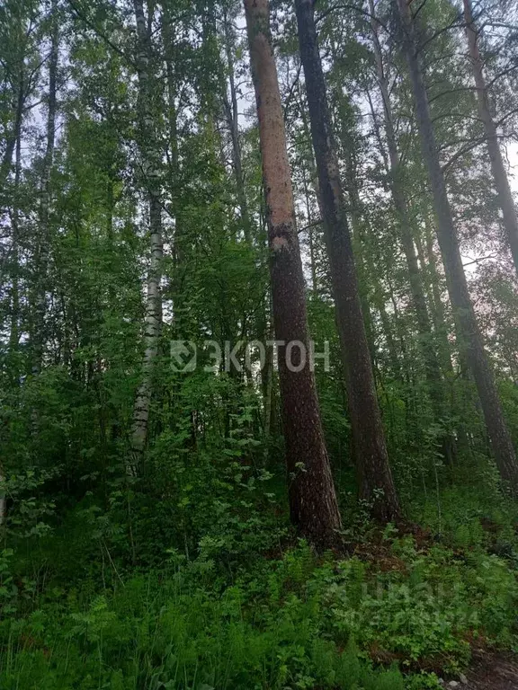 Участок в Ленинградская область, Приозерский район, Ромашкинское ... - Фото 0