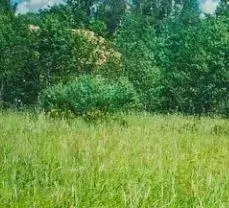 Участок, 7 сот., сельхоз (снт или днп) - Фото 2