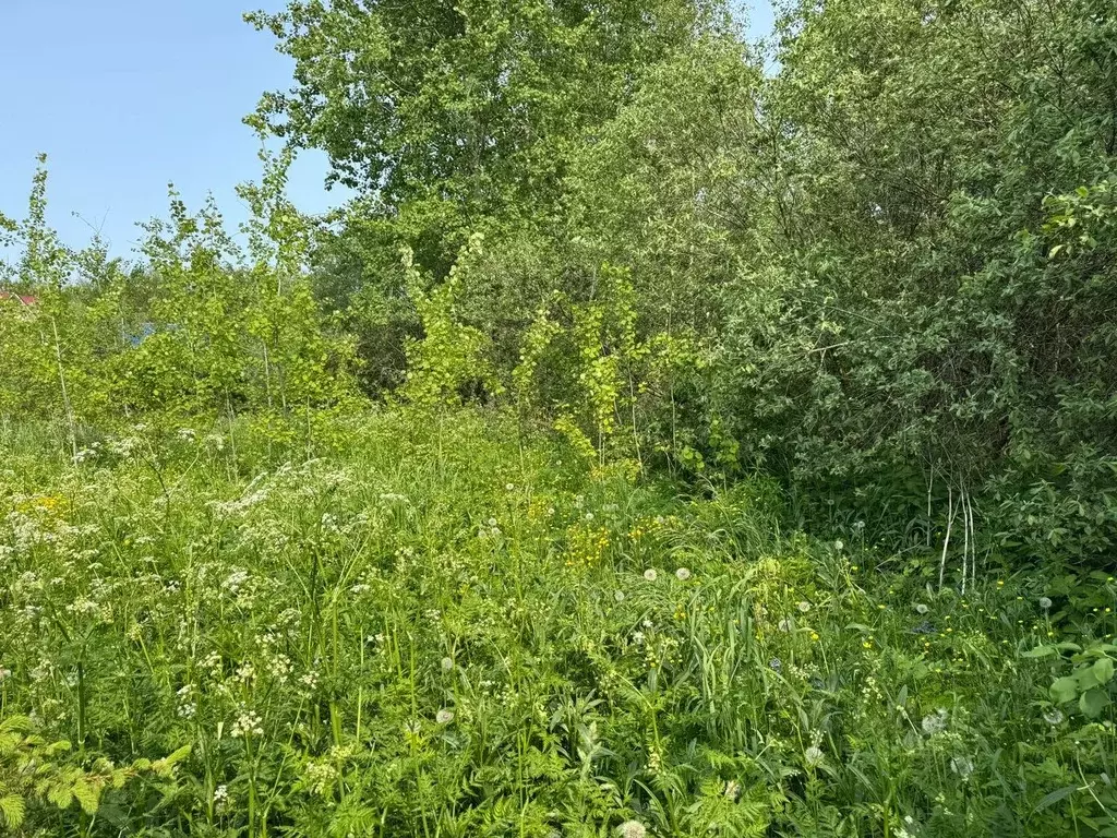 Участок в Московская область, Богородский городской округ, д. Починки  ... - Фото 1