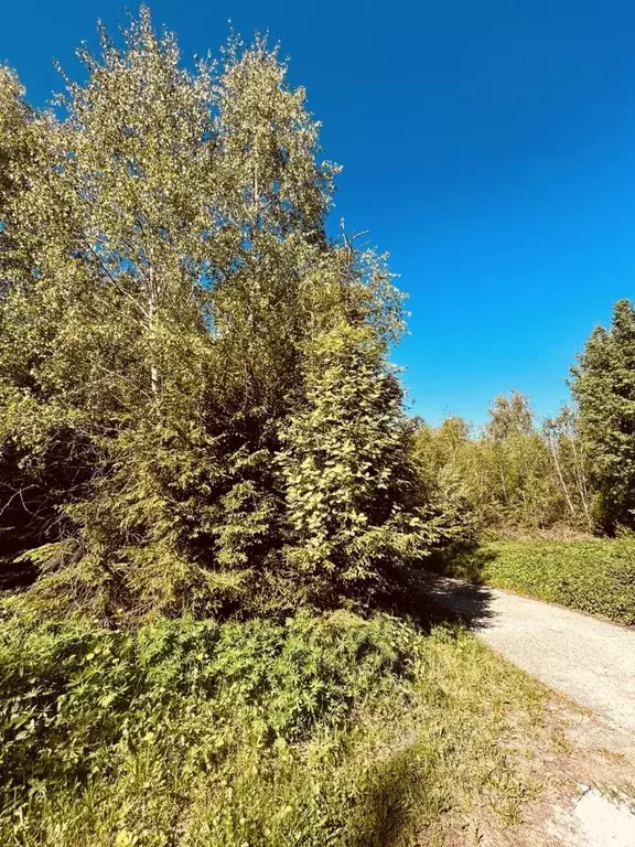 Участок в Московская область, Одинцовский городской округ, Дельфин СНТ ... - Фото 0