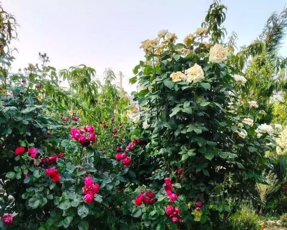 Дом в Крым, Судак ул. Ленина (76 м) - Фото 1