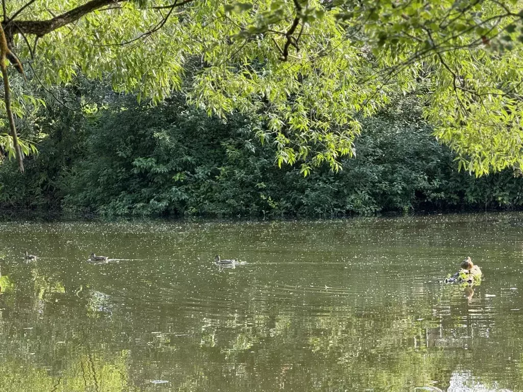 Участок в Санкт-Петербург, Санкт-Петербург, Колпино Северная Славянка ... - Фото 2