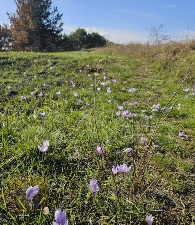 Участок в Крым, Симферополь Пневматика СНТ, 2 (12.0 сот.) - Фото 1