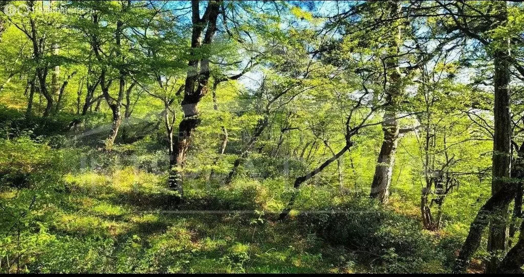 Участок в посёлок городского типа Массандра, Симферопольское шоссе (10 ... - Фото 0