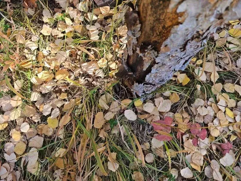 Участок в Иркутская область, Иркутский муниципальный округ, пос. ... - Фото 2