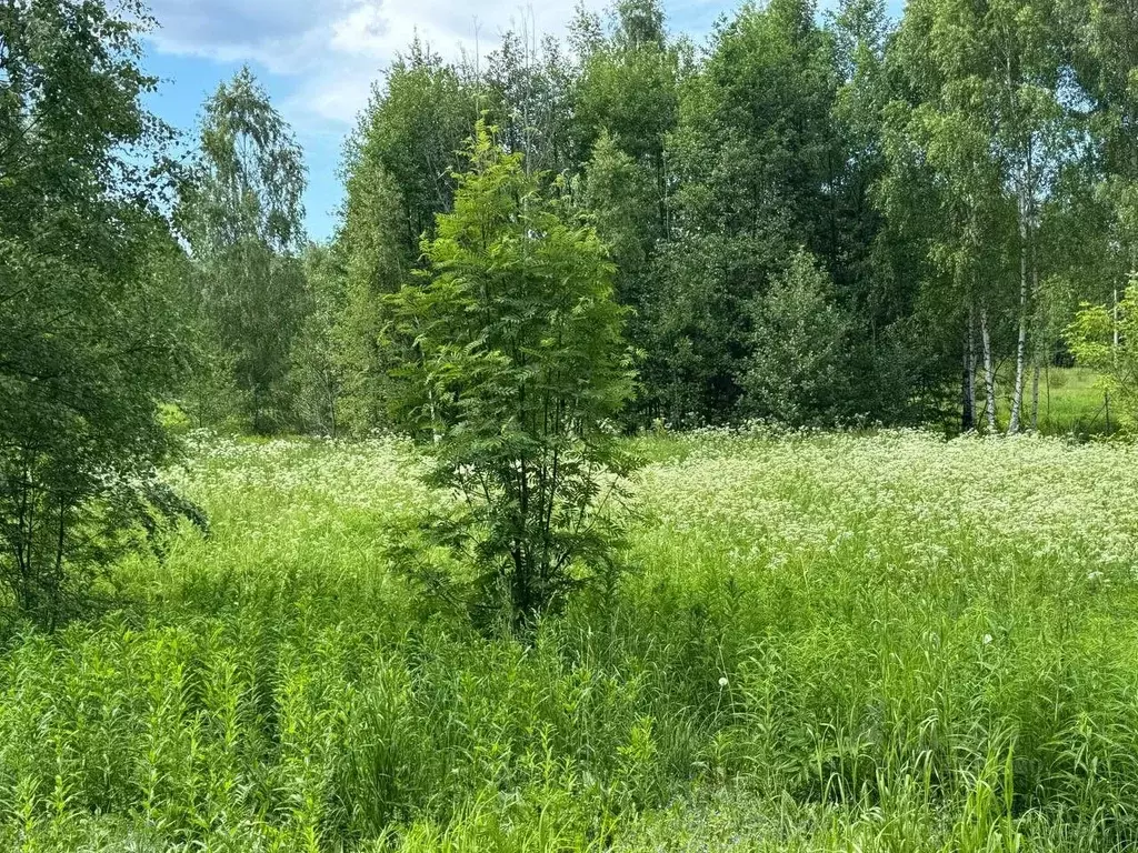 Участок в Московская область, Богородский городской округ, д. Пашуково ... - Фото 1