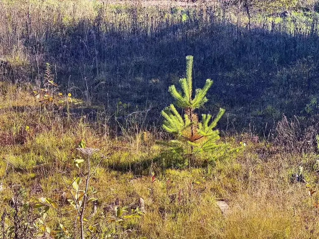 Участок в Московская область, Дмитровский муниципальный округ, Ерыково ... - Фото 2