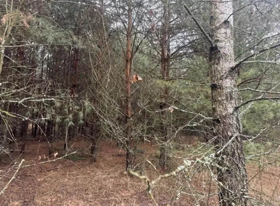 Участок в Московская область, Серпухов городской округ, с. Игумново  ... - Фото 1