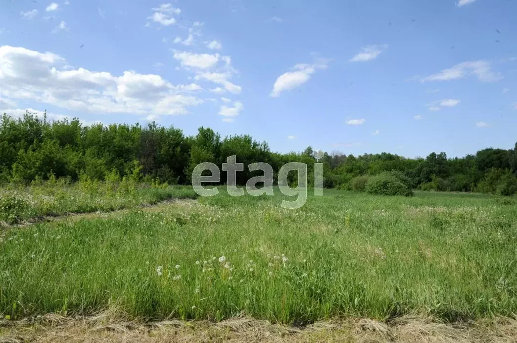 Участок в Воронежская область, Новоусманский район, с. Рогачевка ул. ... - Фото 0