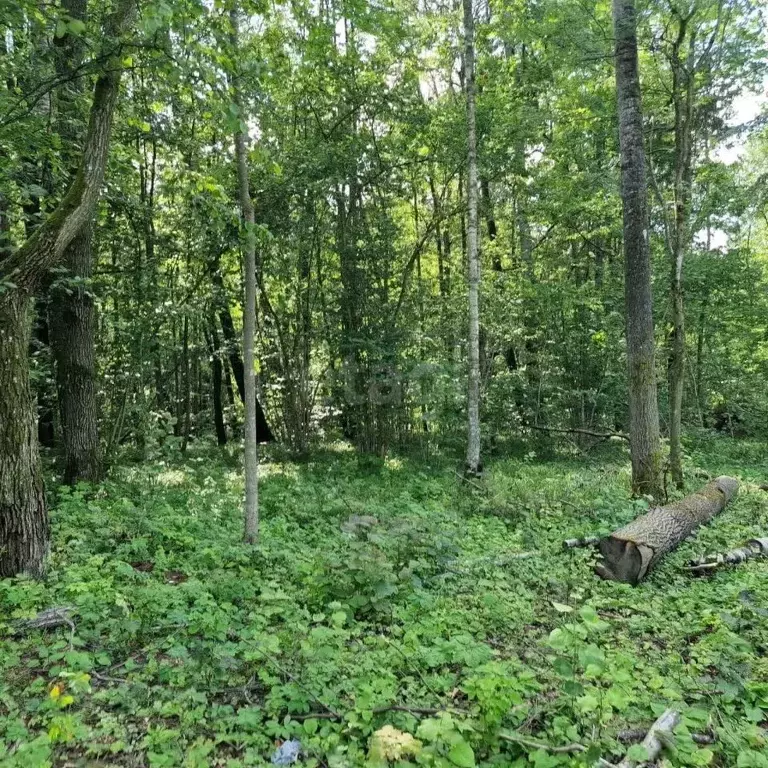 Участок в Калужская область, Боровский муниципальный округ, Совьяки ... - Фото 2