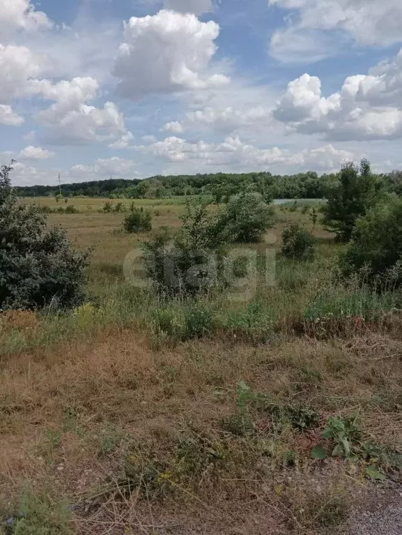 Участок в Саратовская область, Самойловский район, Святославское ... - Фото 1