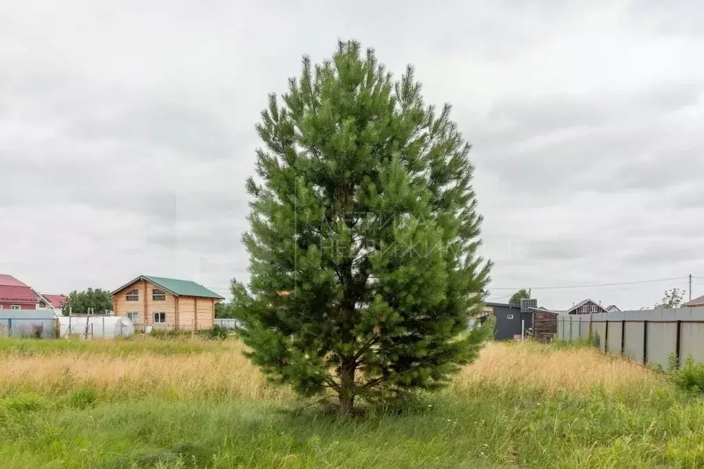 Участок в Тюменская область, Тюменский муниципальный округ, с. Чикча, ... - Фото 1