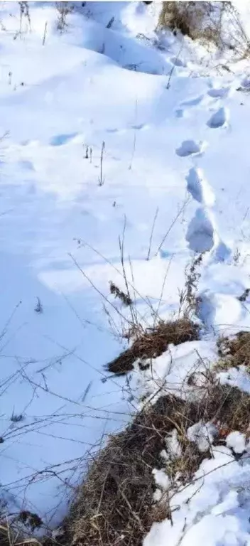 Участок в Хабаровский край, Комсомольский район, с. Новый Мир Лесная ... - Фото 0