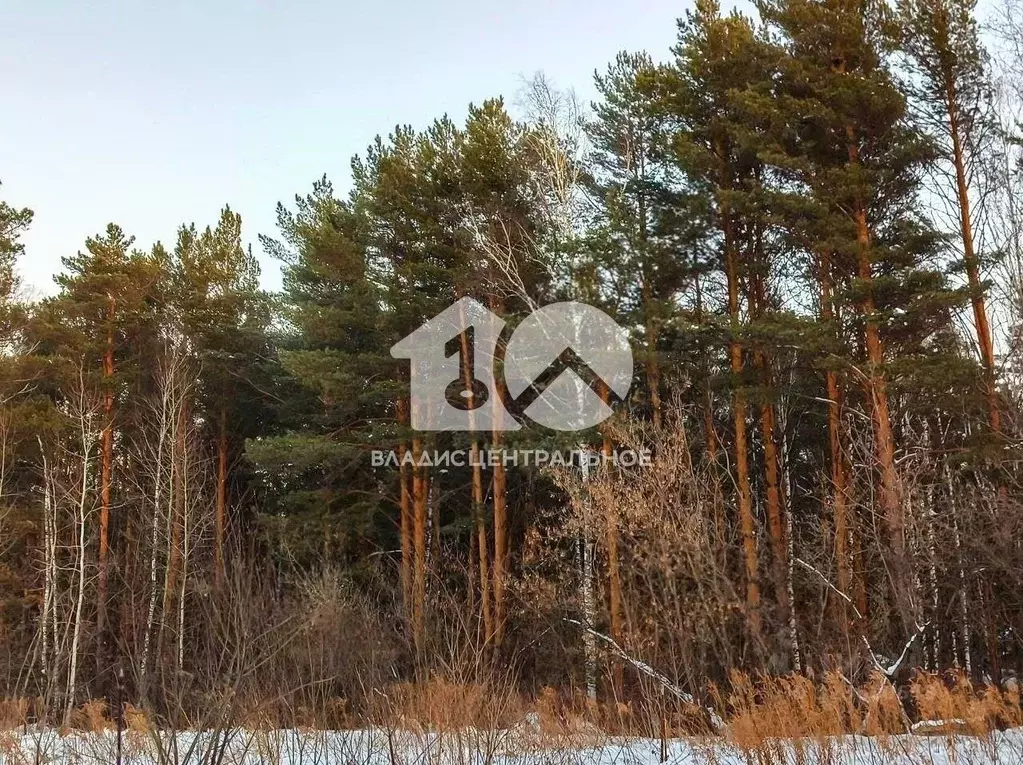 Участок в Новосибирская область, Новосибирский район, Барышевский ... - Фото 1