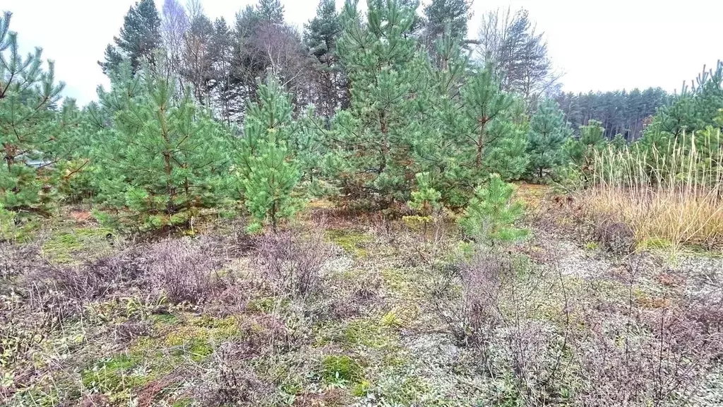 Участок в Тверская область, Конаковский муниципальный округ, пос. ... - Фото 1