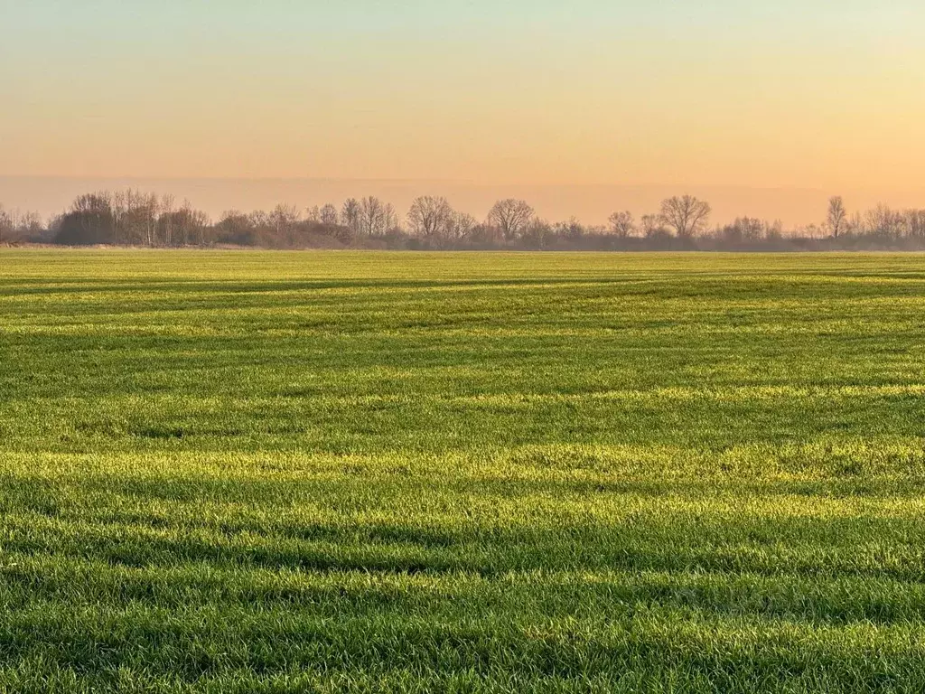 Участок в Калининградская область, Гурьевский муниципальный округ, ... - Фото 2