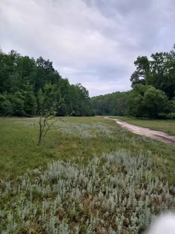 Участок в Воронежская область, Рамонский район, Айдаровское с/пос, с. ... - Фото 2