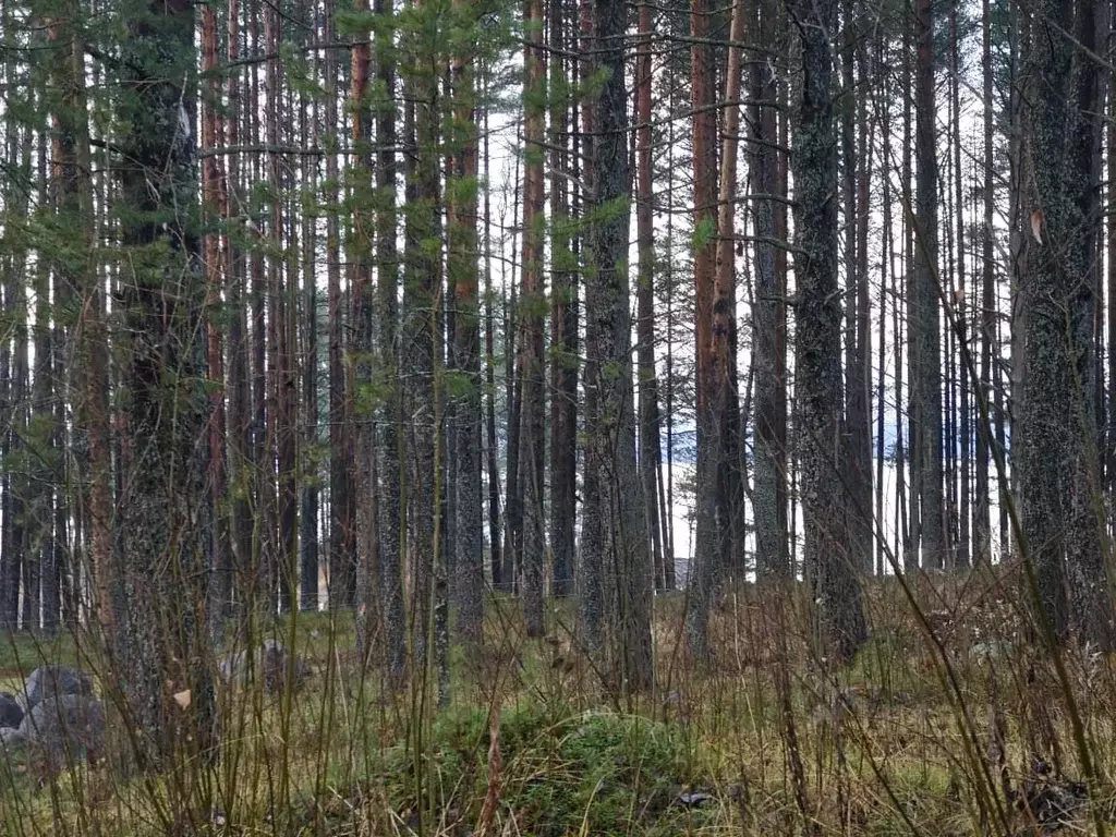 Участок в Карелия, Медвежьегорск ул. Озерная, 35А (7.0 сот.) - Фото 2