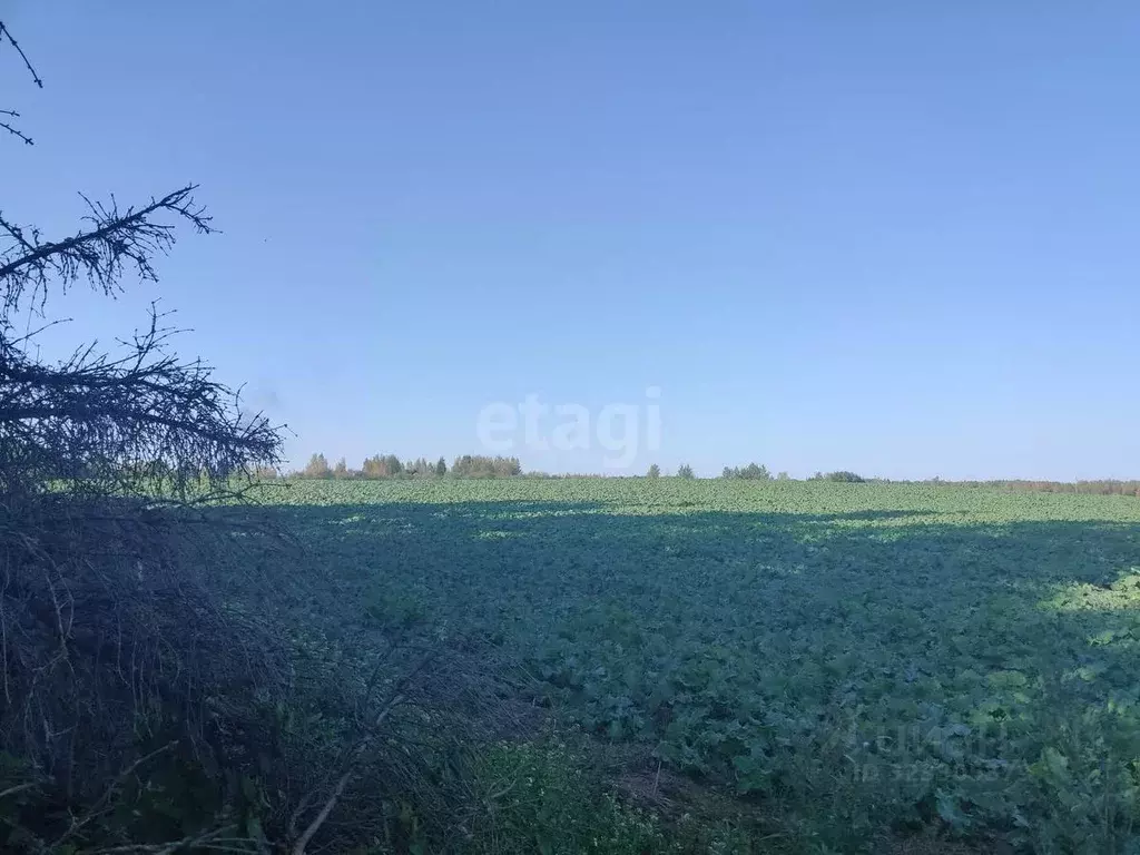 Участок в Смоленская область, Смоленский муниципальный округ, ... - Фото 1