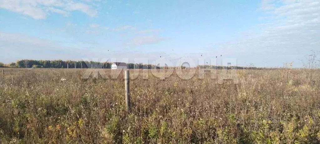 Участок в Новосибирская область, Колывань рп ул. Трактовая (10.0 сот.) - Фото 1