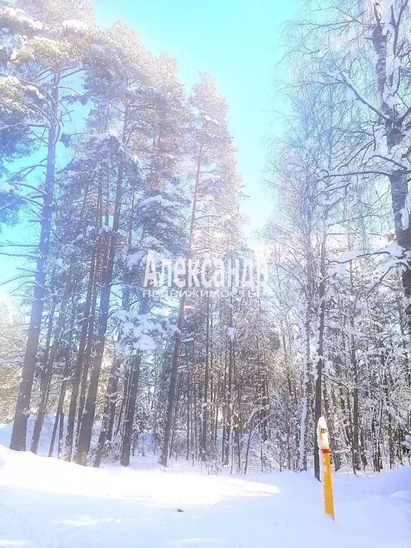 Участок в Ленинградская область, Приозерский район, Петровское с/пос, ... - Фото 1