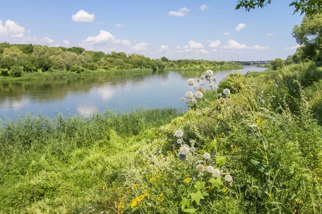 Участок в Воронежская область, Рамонский район, с. Новоживотинное ул. ... - Фото 2